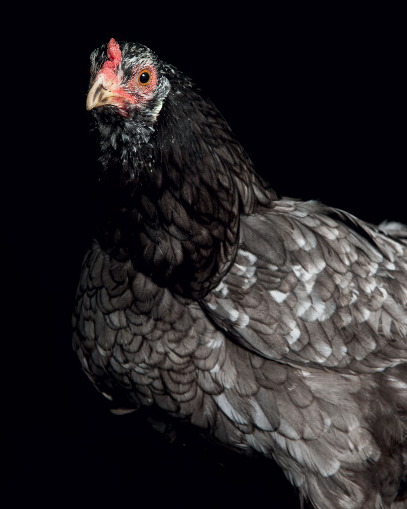 http://modernfarmer.com/wp-content/uploads/2016/03/chickens-breed-araucana.jpg