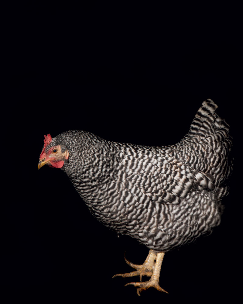 http://modernfarmer.com/wp-content/uploads/2016/03/chickens-breed-plymouth-rock.jpg