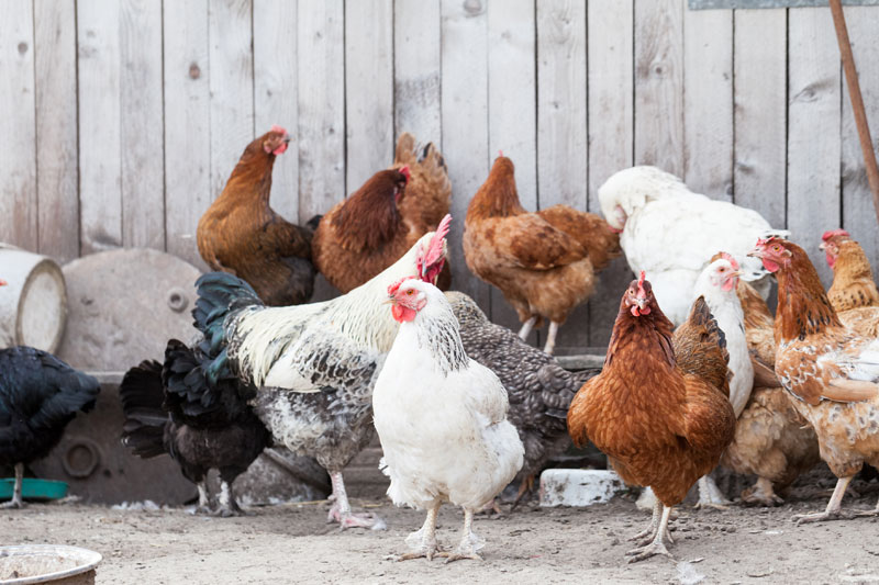 The Inner Lives of Chickens: 5 Things You Never Knew About Your Beloved  Birds - Modern Farmer