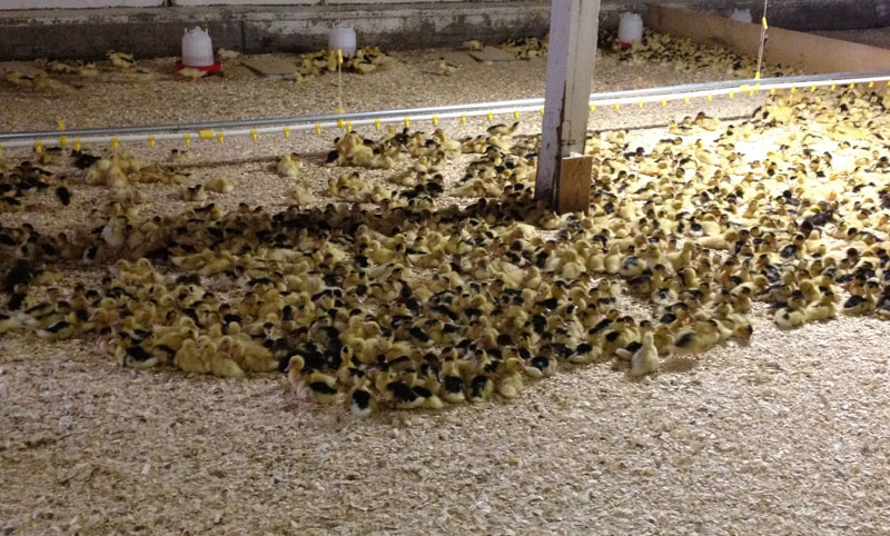 Ducklings recently delivered to Hudson Valley Foie Gras farm in Ferndale, New York.
