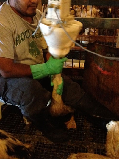Gavage conditions at Hudson Valley Foie Gras Farms in Ferndale, New York. Note the grated floor. Beau Greer