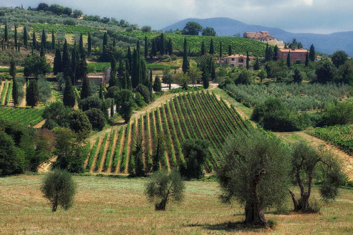 italian vineyard