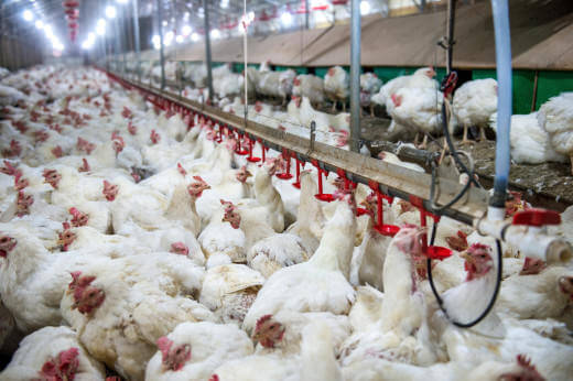 walmart-vows-to-purchase-all-eggs-from-cage-free-sources-by-2025