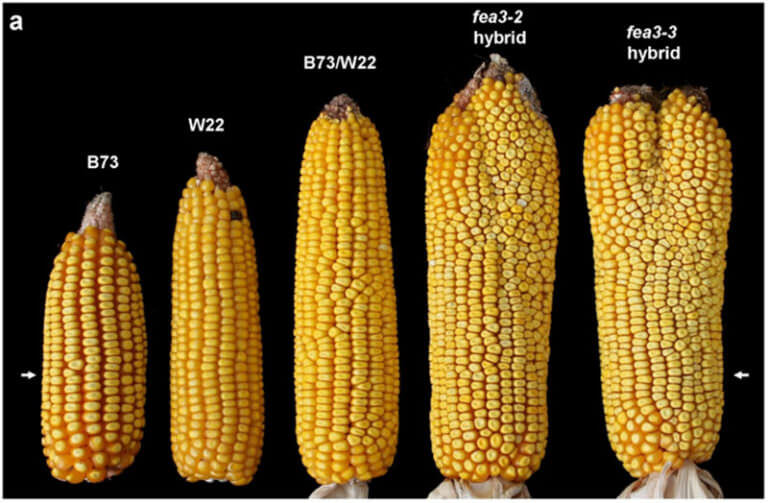 this-gnarly-mutant-corn-plant-could-have-serious-implications-on