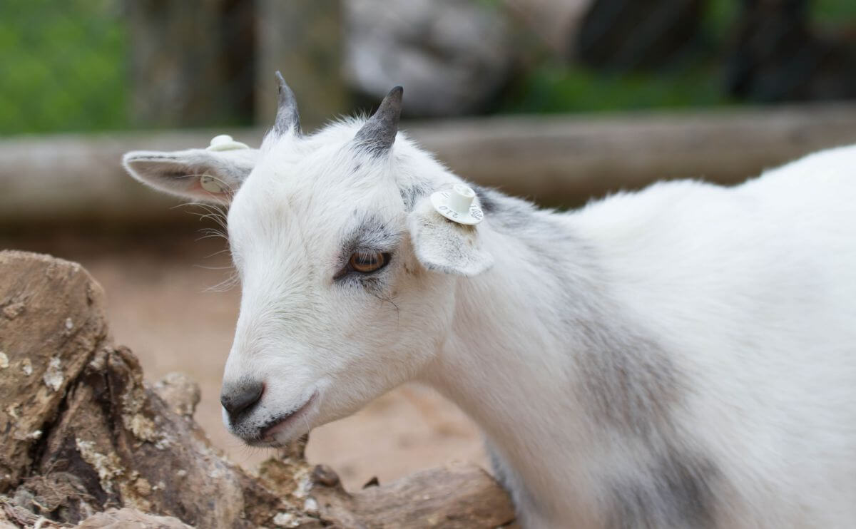 Brooklyn's Prospect Park's New Staff Members Are Goats - Modern Farmer