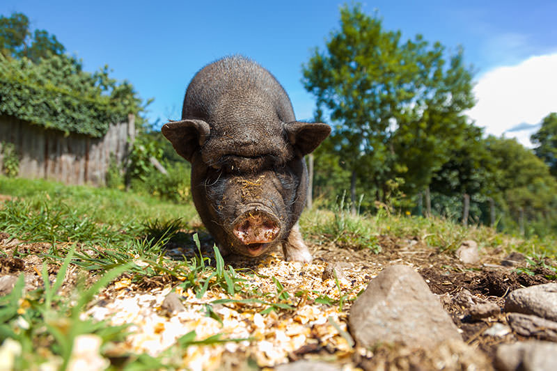 5 Things I Learned the Hard Way While Raising Pigs - Modern Farmer