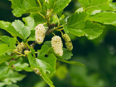 How to Grow Your Own Superfoods - Modern Farmer