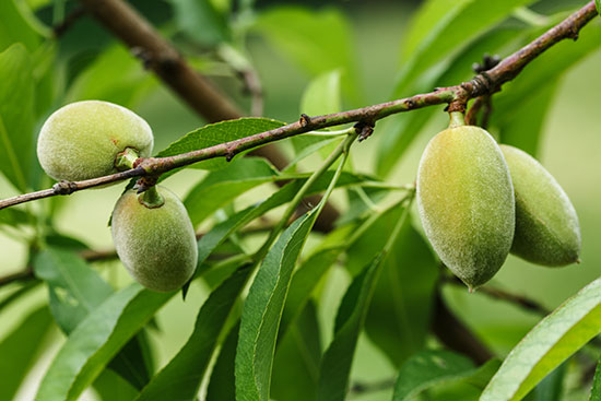 how to grow almonds