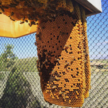 The Top 10 Mistakes Most Newbie Beekeepers Make - Modern Farmer