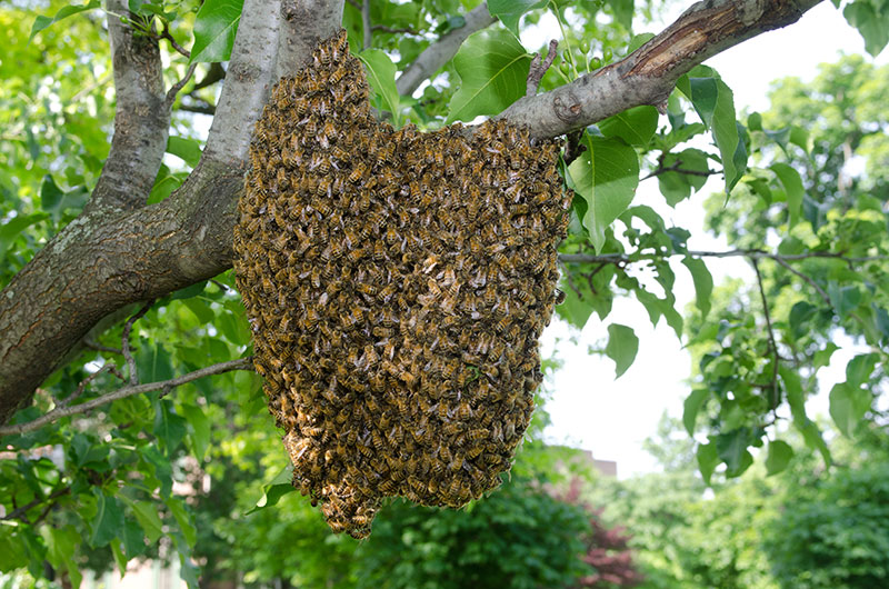 swarming bees