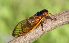 Watch Out East Coast: The Cicadas Are Coming! - Modern Farmer