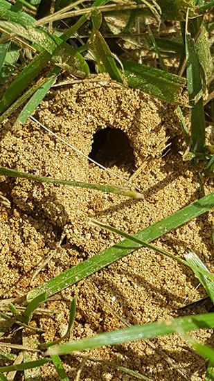 colletes-nest-entrance_cleaned