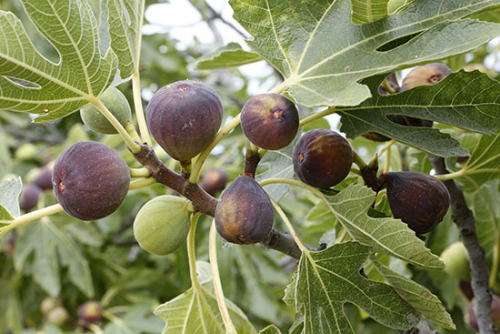how to grow figs