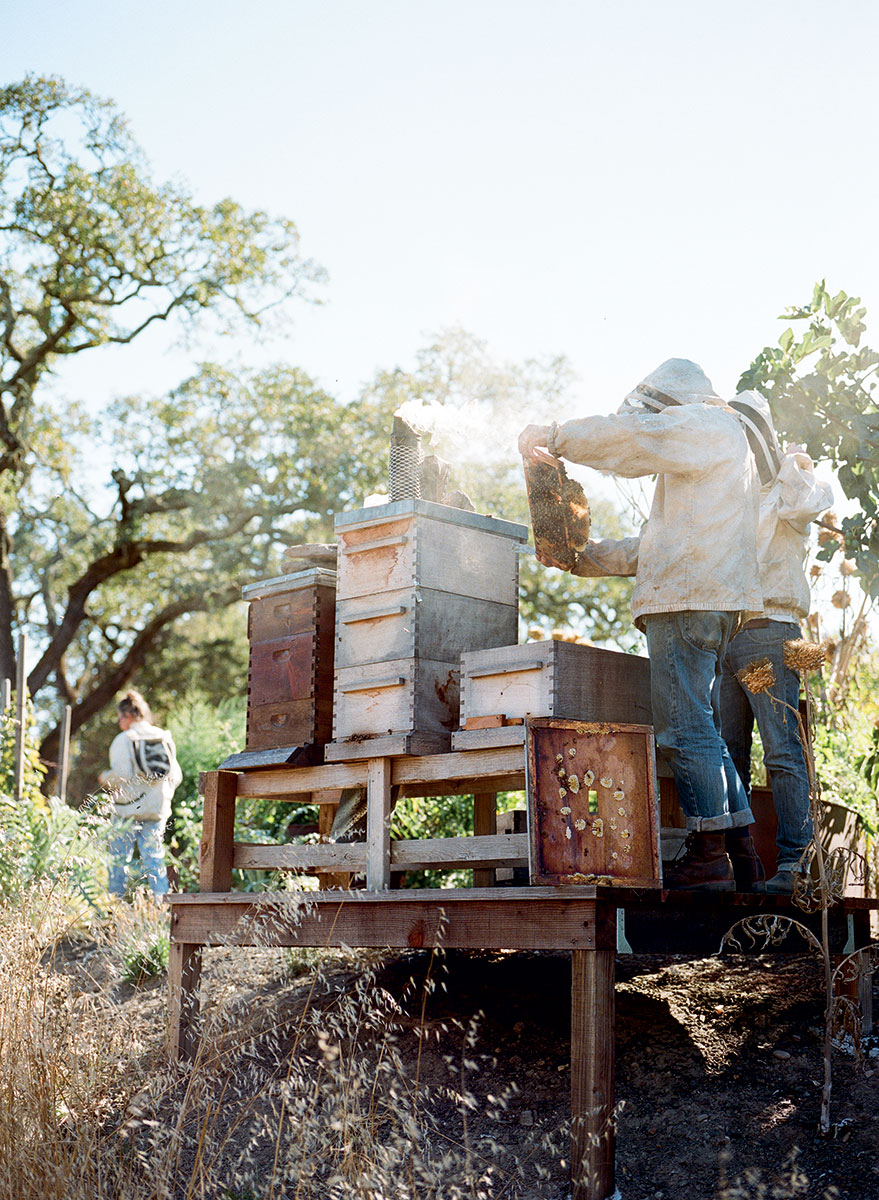 honey-bee-inspection
