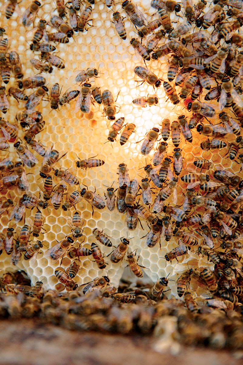 honeybee-comb