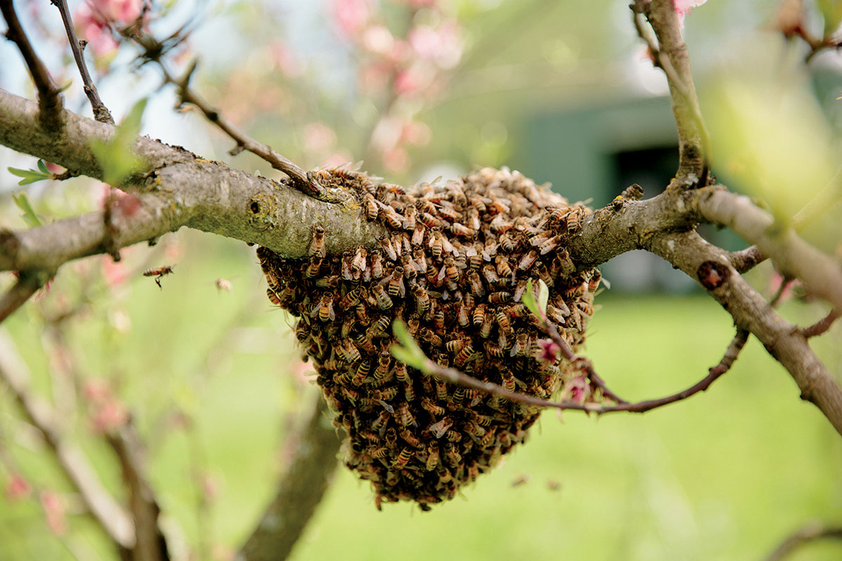 honeybee-swarm