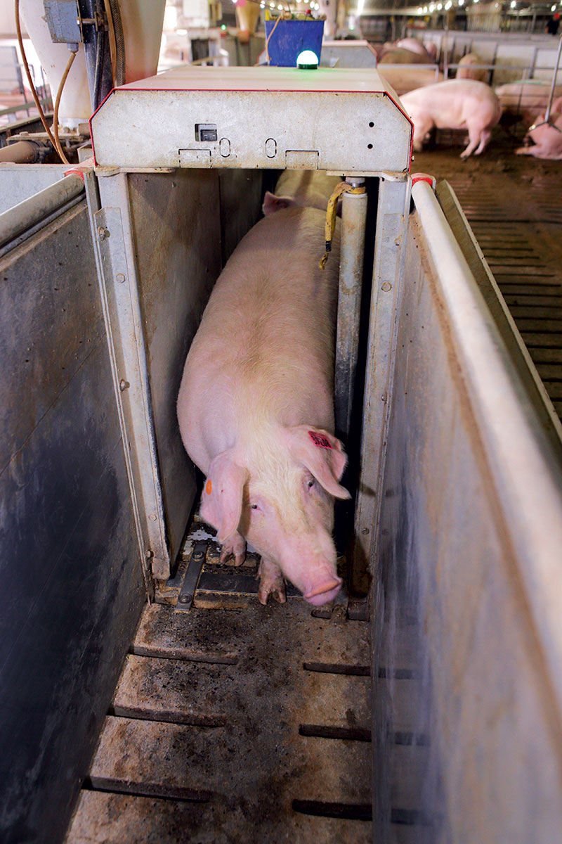 humane-pig-farming-feeding-station