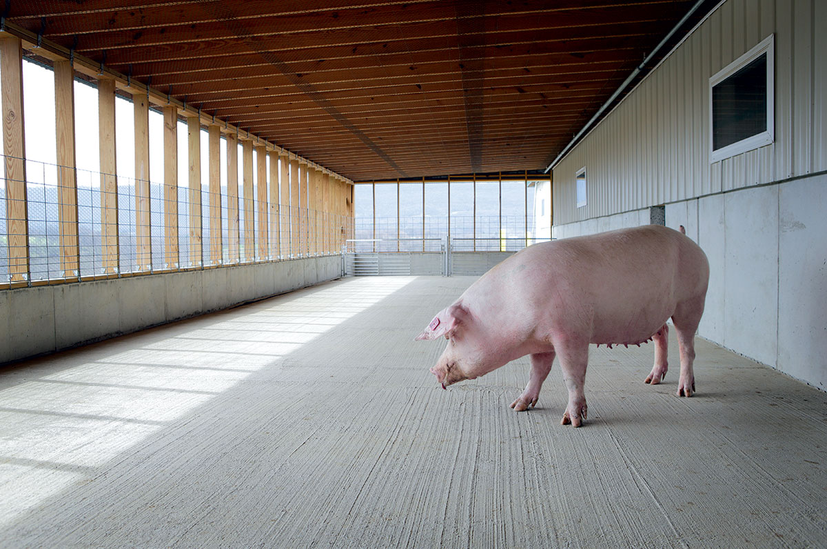 humane-pig-farming-porch
