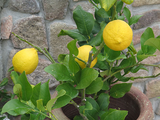 how to grow citrus