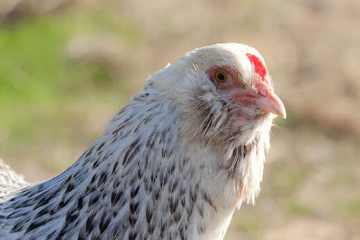 Why Do Some Chickens Have Beards? - Modern Farmer