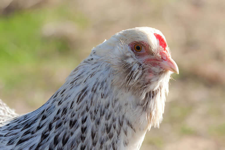 Why Do Some Chickens Have Beards? Modern Farmer