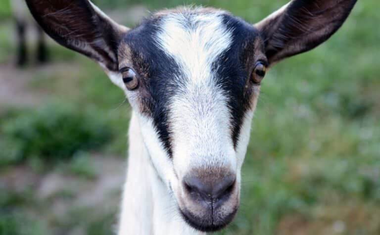 We Knew It: Goats Are Just as Clever and Cute as Dogs - Modern Farmer