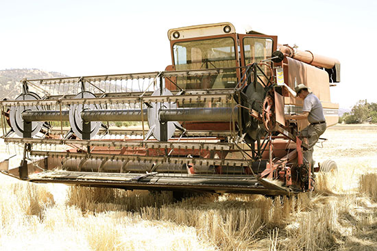 wheat-terroir-combine