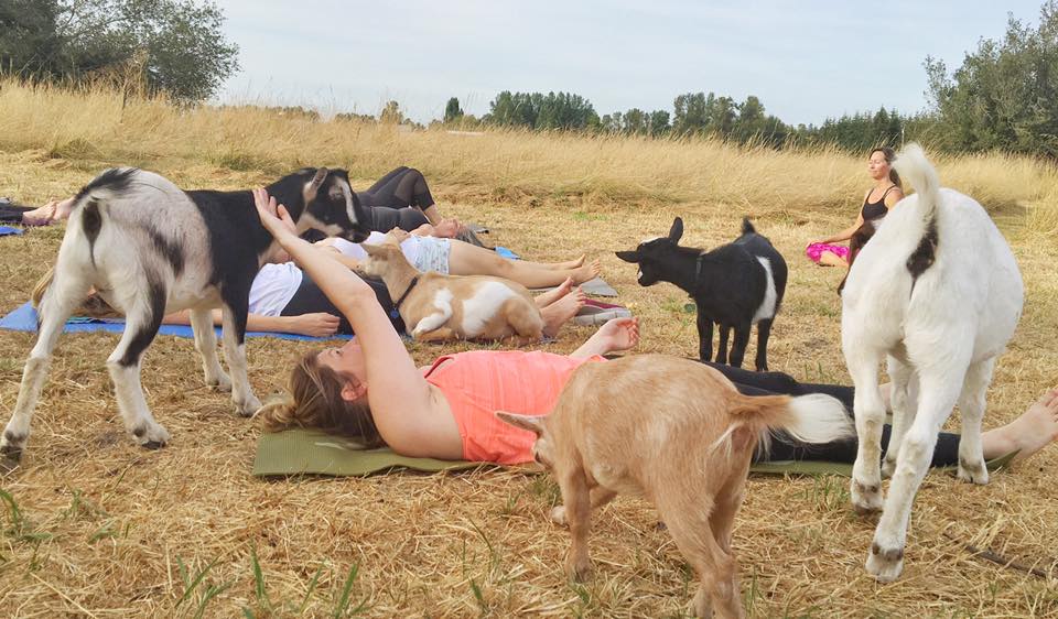 goat yoga in action