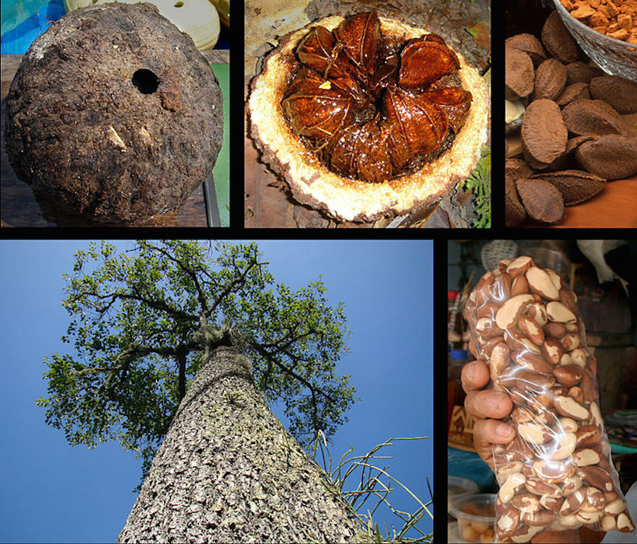 The Story of Brazil Nuts is Kind of Nuts - Bertholletia Excelsa Compose