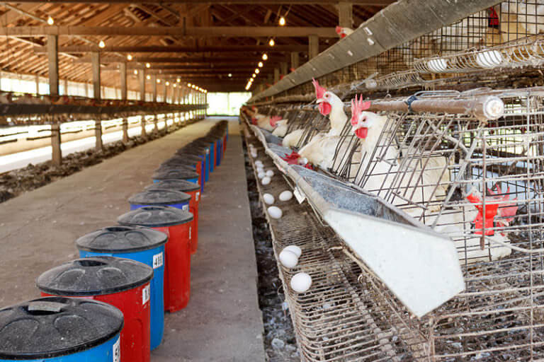 what-the-rise-of-cage-free-eggs-means-for-chickens-the-salt-npr