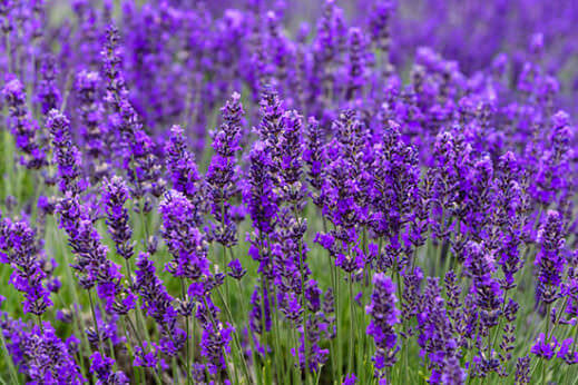 Not Just Pretty To Look At: Try These 10 Edible Flowers - Modern Farmer