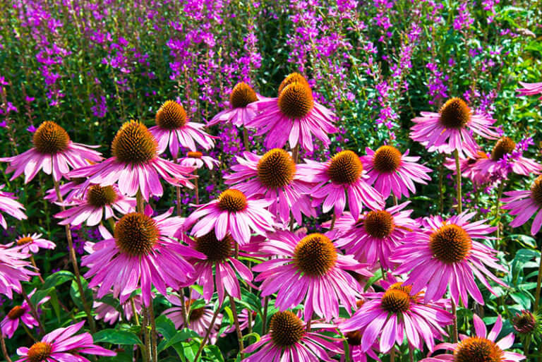 How to Grow Medicinal Herbs at Home