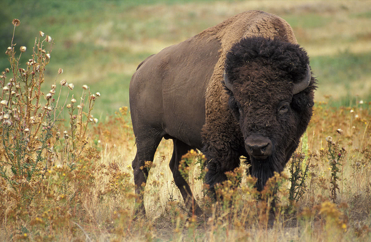 Are American buffalo friendly?