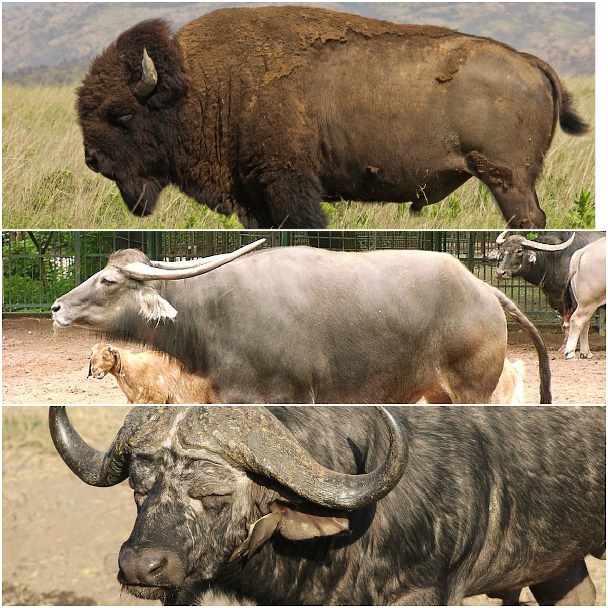 Bison vs Buffalo: What's the Difference? - Modern Farmer