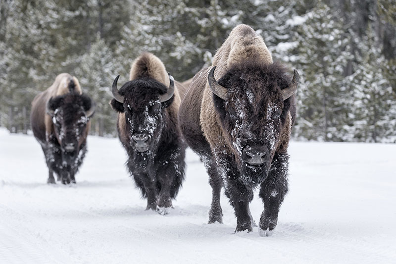 How Bison Could Hold the Key to Human Migration - Modern Farmer
