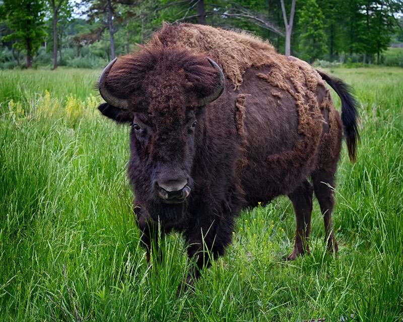 Why to Skip a #bisonselfie + 9 More Bison Facts - Modern Farmer