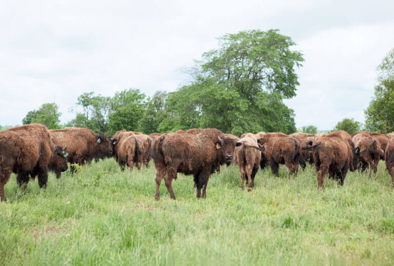 Bison: At Home, On the Range - Modern Farmer