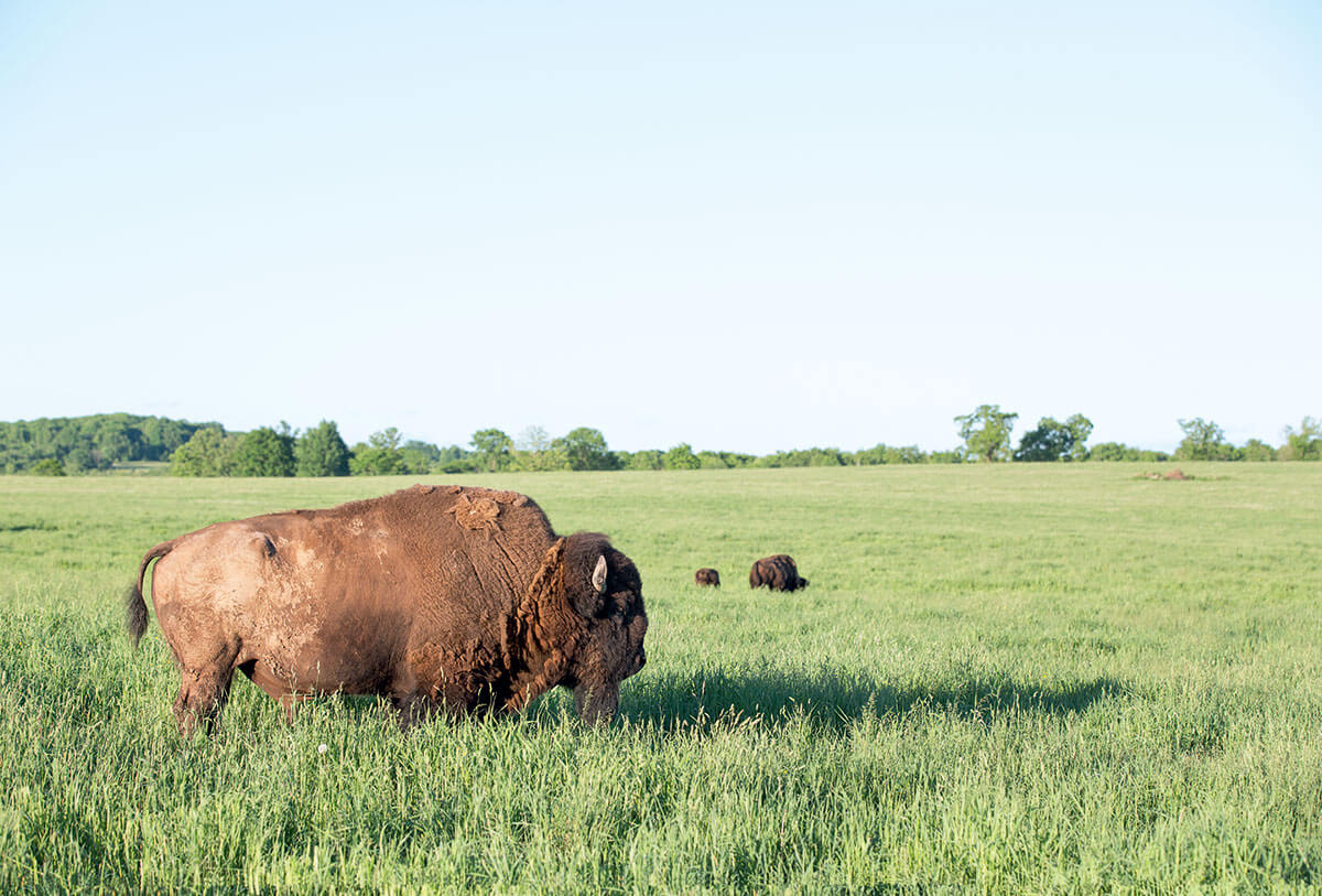 Bison At Home, On the Range Modern Farmer