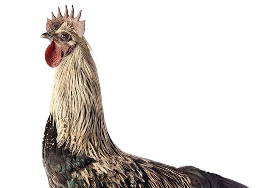 III. Understanding Hens in Agroforestry Systems