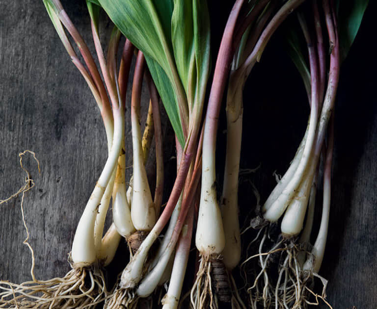 Cropped How to Grow Ramps Modern Farmer