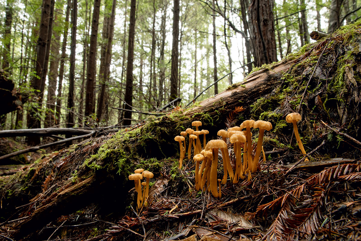 mushroom-foraging-forest-shrooms