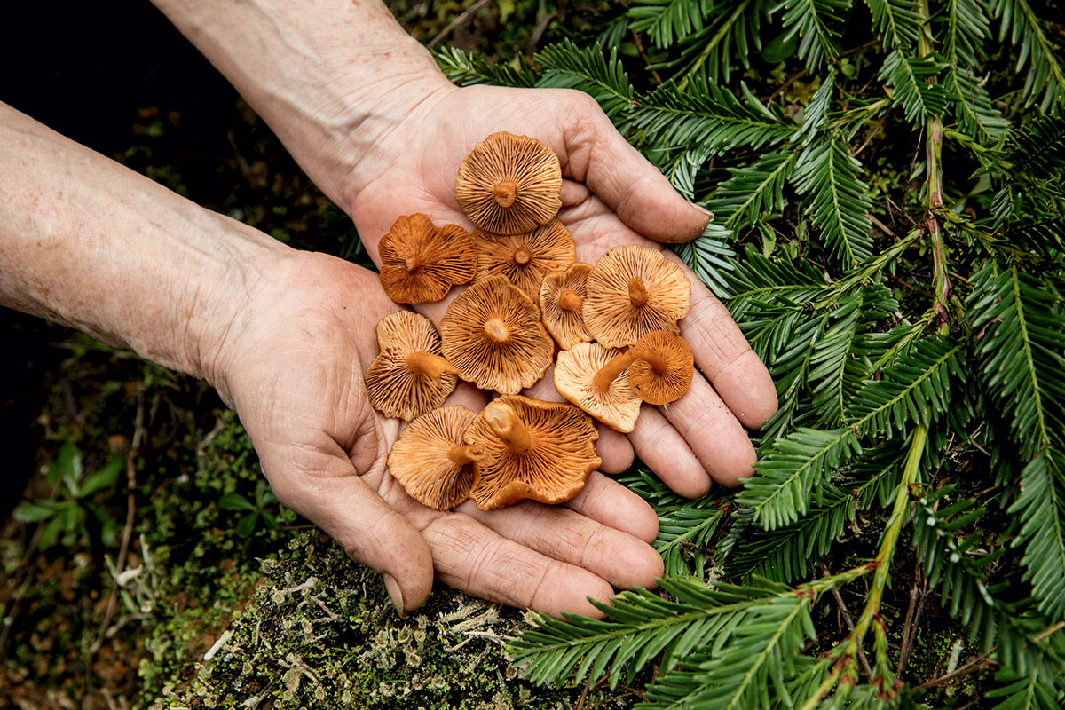 mushroom-foraging-hands