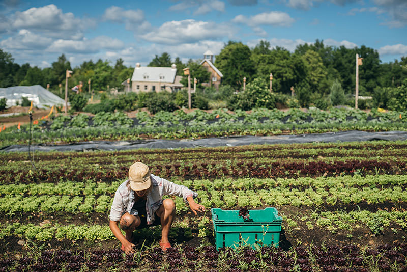 J.M. Fortier and the Rise of the High-Profit Micro Farm - Modern Farmer