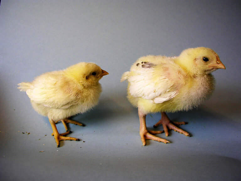 New Technology Could Keep Billions of Male Chicks From Being Ground