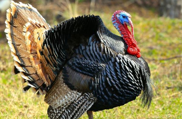 Caruncles, Breast Beards, and Snoods, Oh My! The MF Guide to Turkey Anatomy  - Modern Farmer