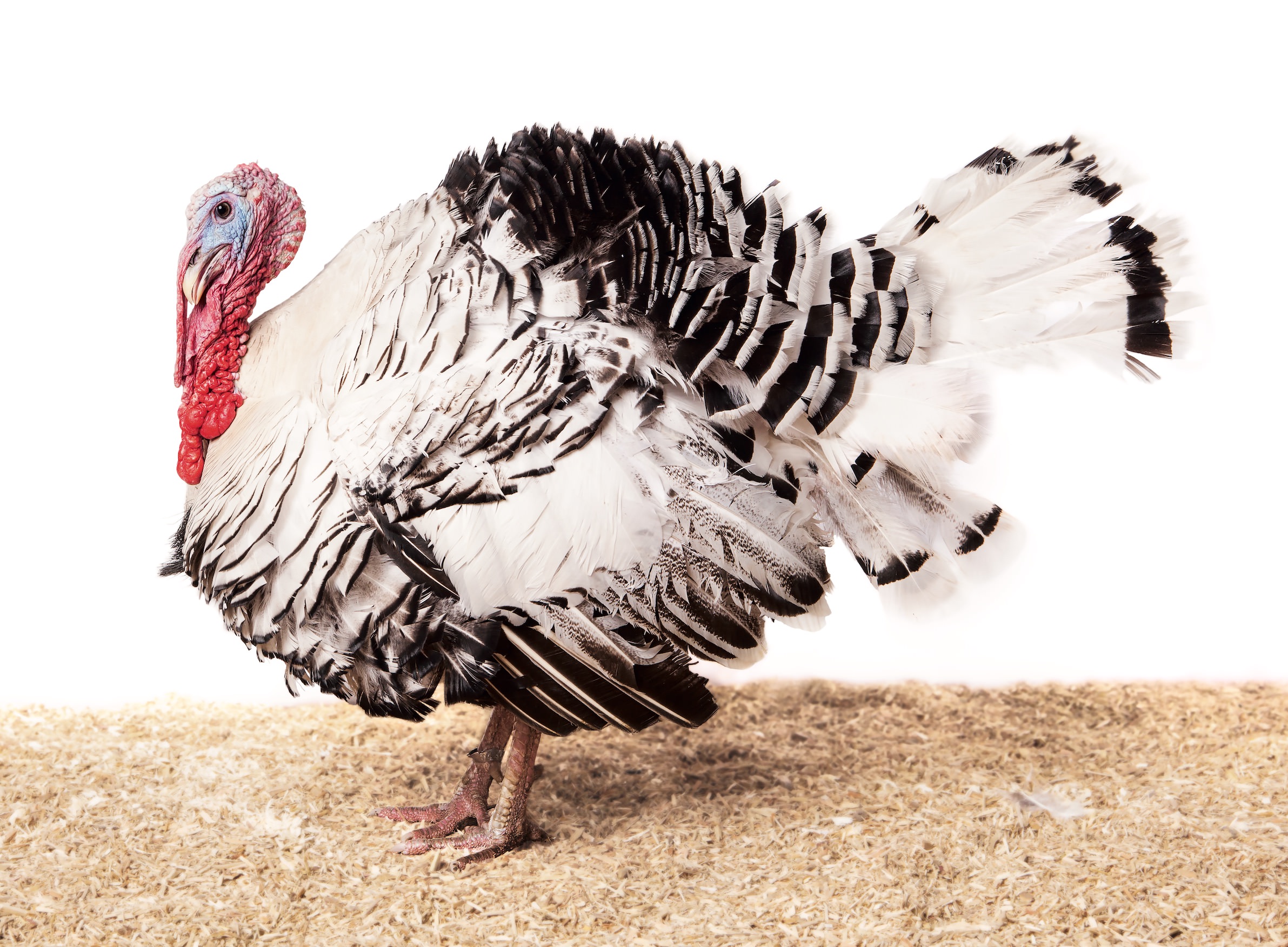 The Case For Heritage Turkeys - Modern Farmer
