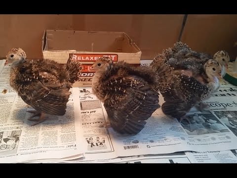 Baby Turkeys Gobbling ” How Adorable! - Modern Farmer
