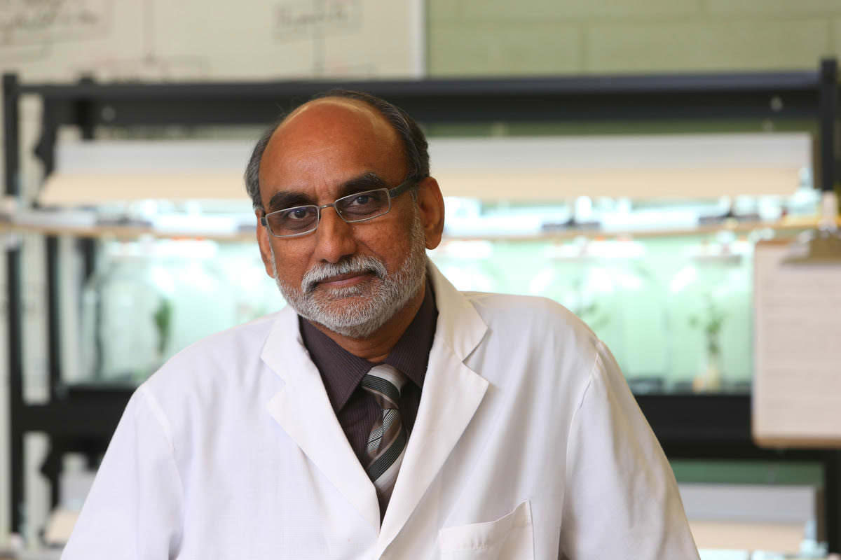 Dr. Raj Lada, the director of the Christmas Tree Research Center in Bible Hill, Nova Scotia.