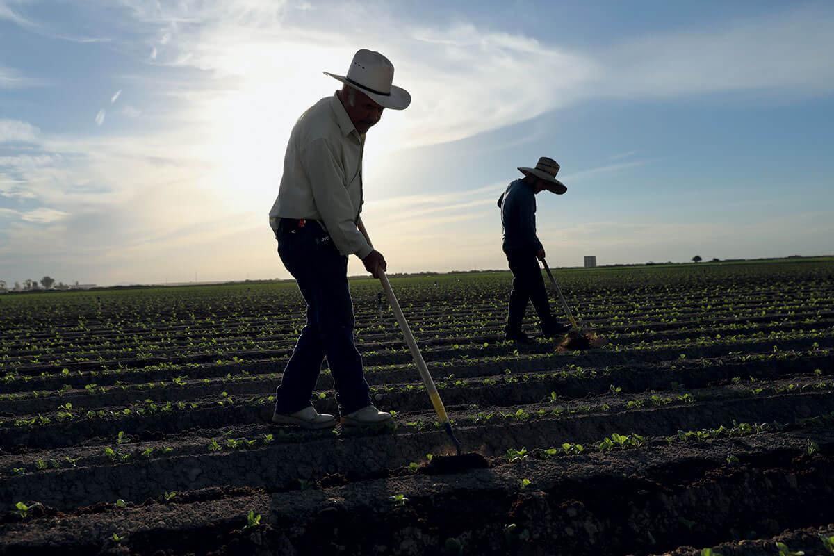 The High Cost Of Cheap Labor Modern Farmer