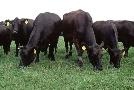 Power Plants: Scientists Look at Tannins to Reduce Cows Burps - Modern ...